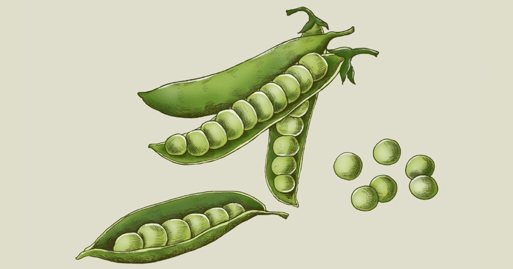 An illustration of pea pods representing the origin of the Pareto Principle.