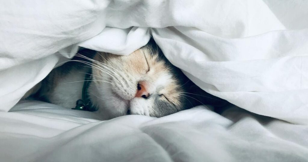 A sleeping cat looking perfectly relaxed, the ultimate master of "Niksen."