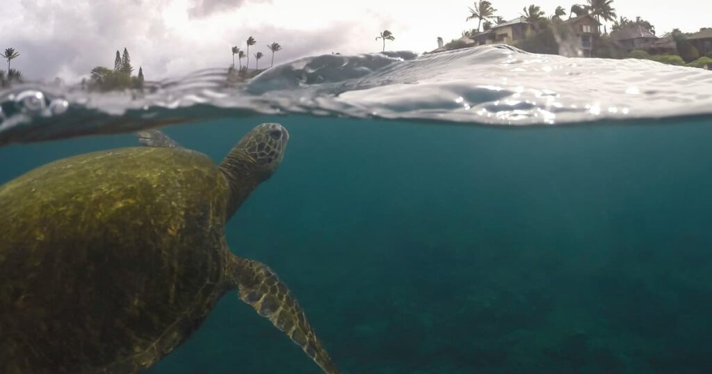 An artistic representation of Turtle Island symbolizing connection to nature.