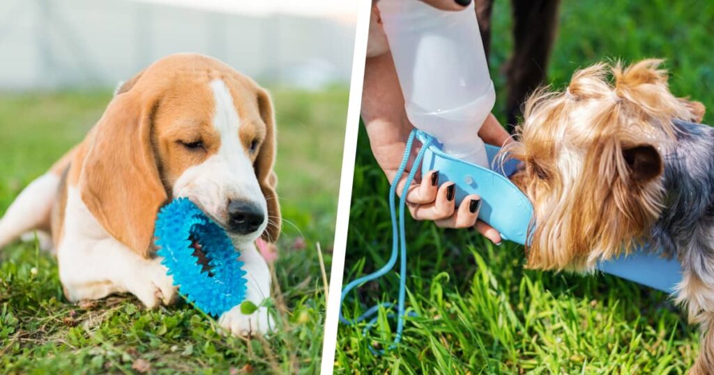 Flat lay of viral pet gadgets including ChomChom roller and portable water bottle